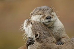 Create meme: animals hugging, a baby otter, otter