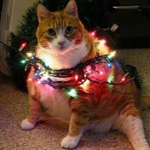Создать мем: новогодний кот, смешные кошки, новогодние котики