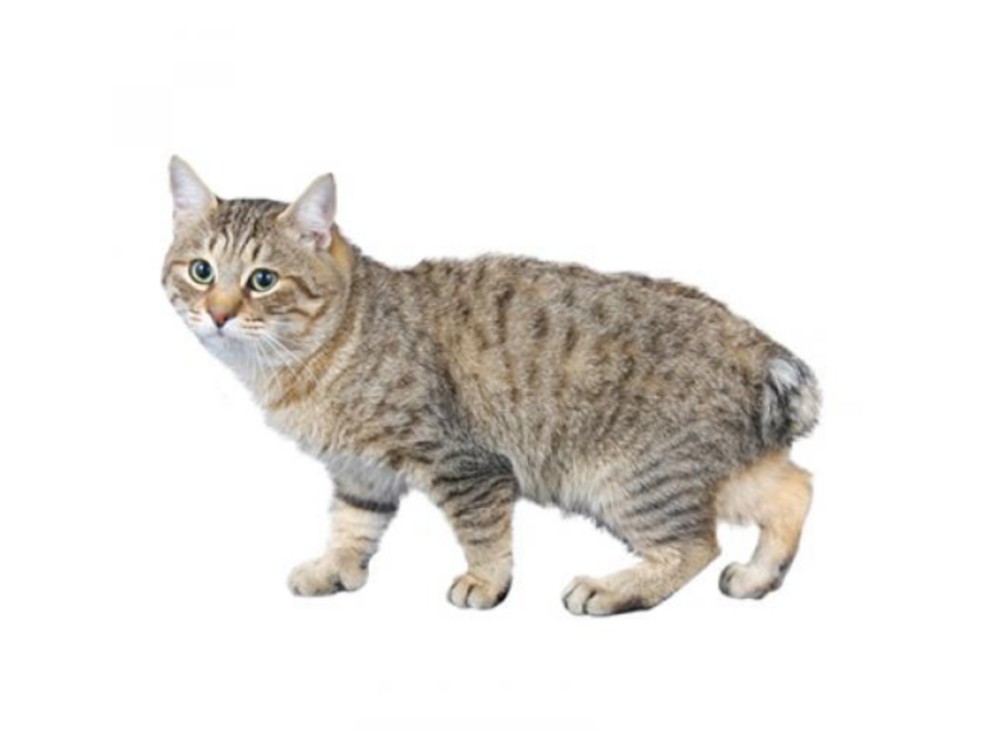 Create meme: bobtail manx, A cat without a tail is a breed, american bobtail