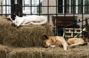 Create meme: a pile of straw, dog, hay