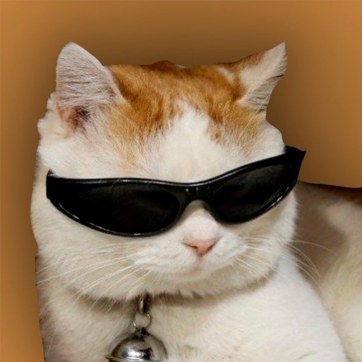 Создать мем: кот в черных очках