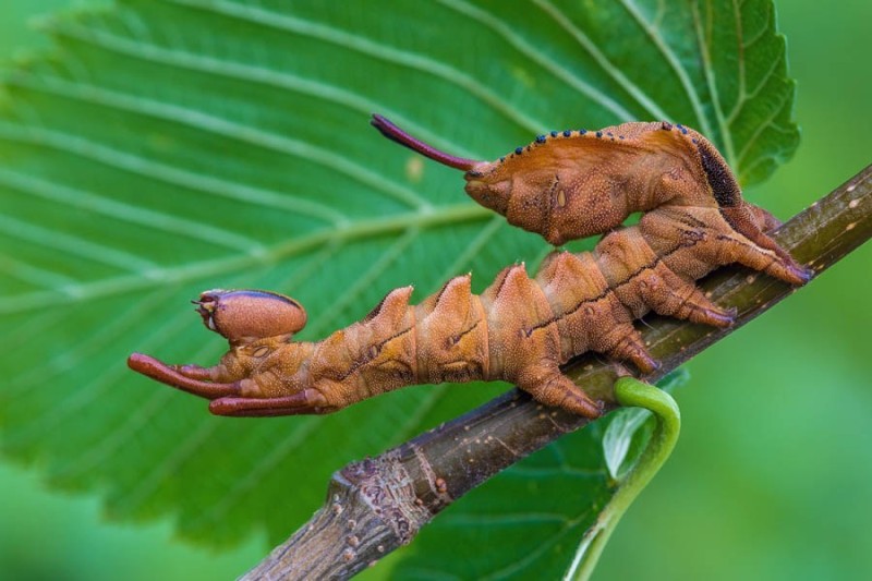 Create meme: fork-tailed beech, caterpillars butterfly fork-tailed beech, the caterpillar of the beech fork-tail