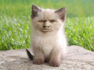 Создать мем: сиамские котята фото, пушистый, fluffy