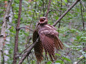 Create meme: Nightjar sedonas, Nightjar bird, Nightjar