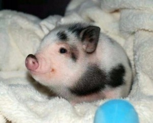 Create meme: pig, baby animals, mini pig