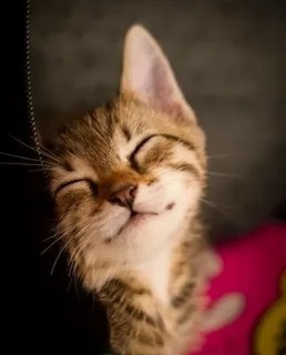 Create meme: happy cat, seals , cute cat smiles
