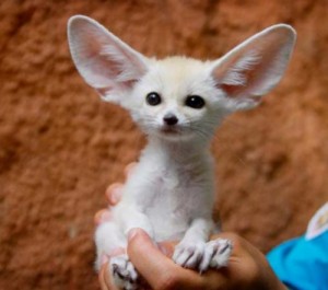 Create meme: Fennec Fox, animals with big ears, Fenech symbol of ecology Tunisia