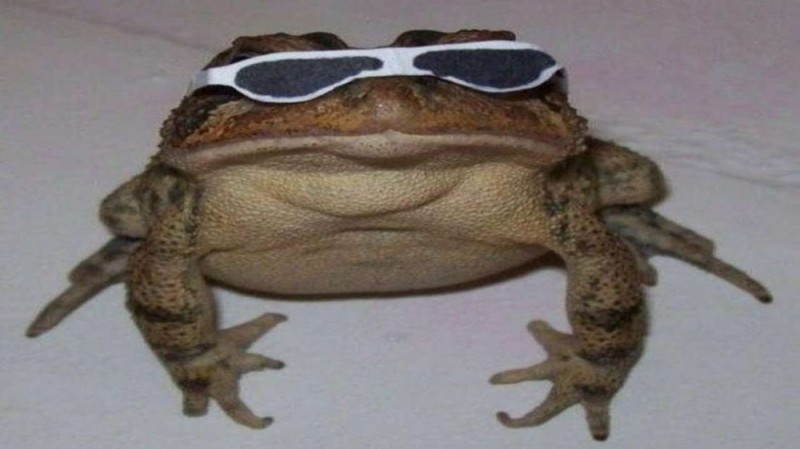 Создать мем: жаба мем, жаба артем, лягушка жаба