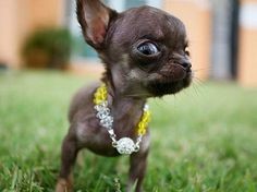 Create meme: Chihuahua Milly, the smallest dog, small dogs