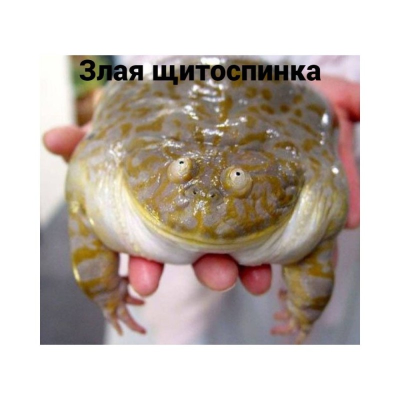 Create meme: toad mitosinka, the frog is an evil shield, frog mitosinka