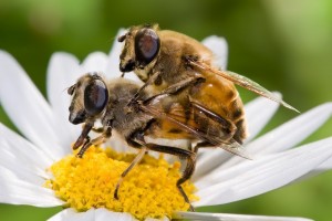 Создать мем: ильница, abeille, насекомые пчела