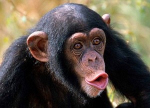 Create meme: maymun, stupid monkey face, chimp lips