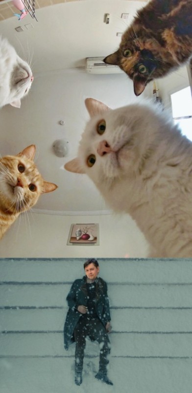 Создать мем: кошки кошки, наташа и коты мемы, кот