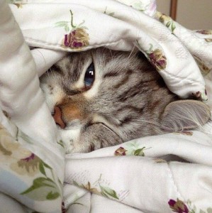 Создать мем: кот из под одеяла, милые животные, животные кошки