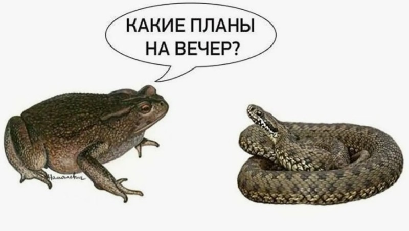 Create meme: The viper toad, toad and viper meme, common steppe viper