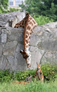 Create meme: four giraffe, Masai giraffe photo pictures, giraffe