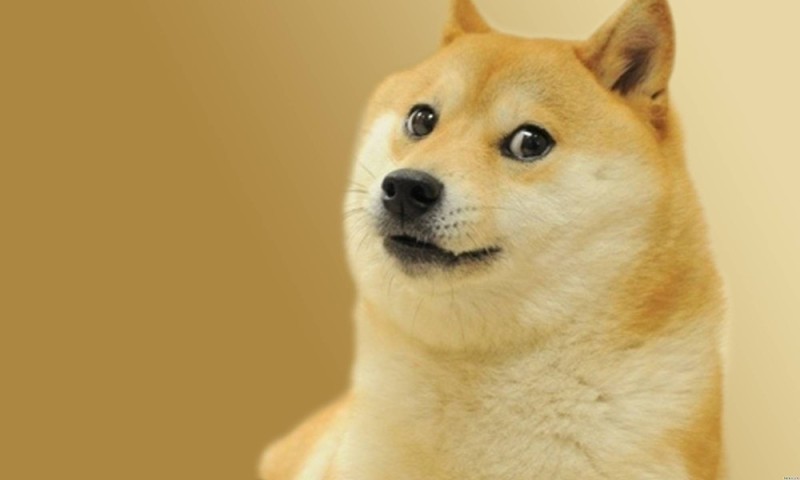 Create meme: doge dog , shiba inu , doge 