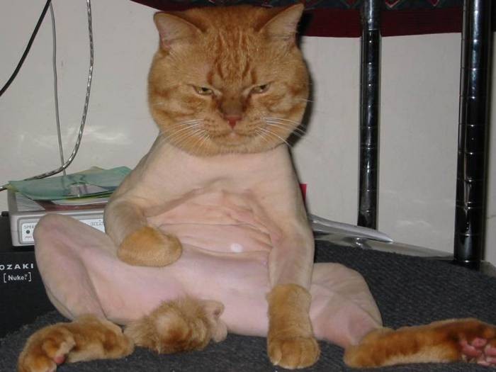 Create meme: the shaved cat, trimmed cat, trimmed cat