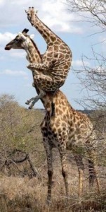 Create meme: giraffe, funny pictures giraffe, there's a spider giraffe the giraffe