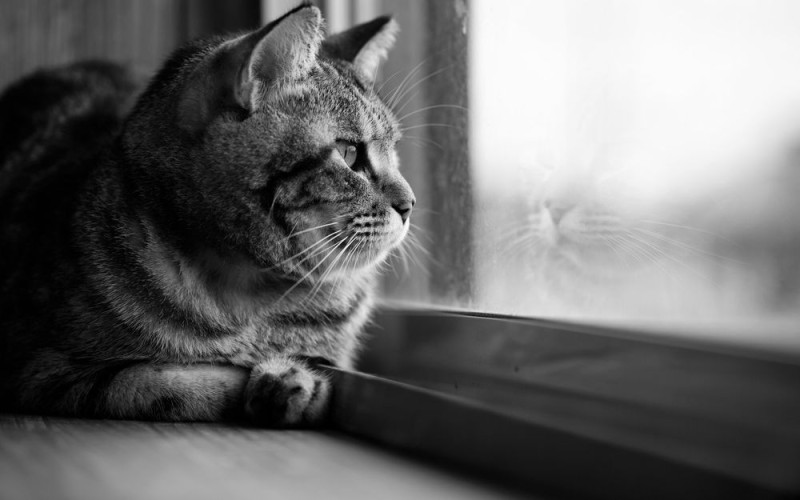 Create meme: cat , the cat looks out the window in black and white, the lone cat 