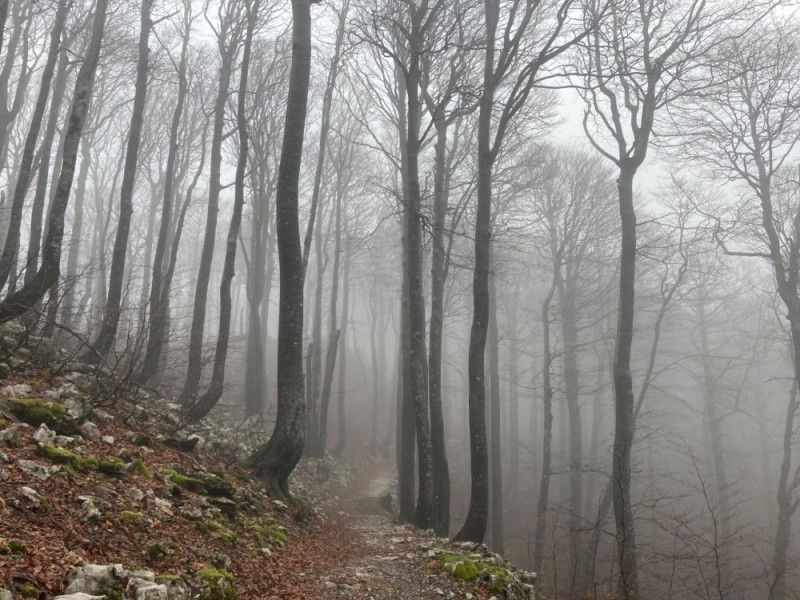 Create meme: foggy forest, forest , fog forest