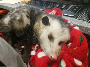 Create meme: possum home, possum