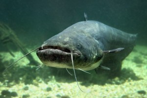 Create meme: catfish is a predatory fish, som big, som
