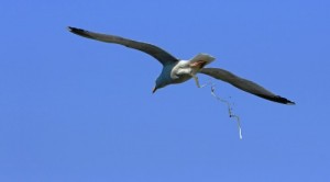 Create meme: a bird, seagull, Seagull shit