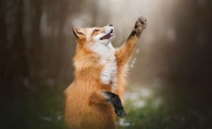 Create meme: red Fox, red Fox, Fox