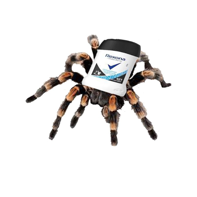 Create meme: spider tarantula, schleich the bird-eating spider, The bumblebee spider