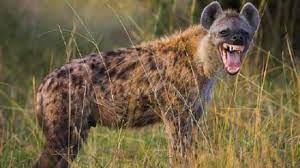 Create meme: hyenas