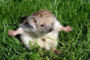 Create meme: long-eared hedgehog, hedgehog hedgehogs, the long-eared hedgehog