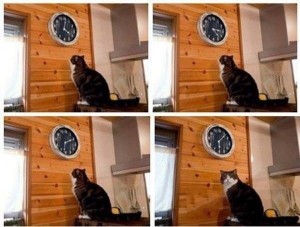 Создать мем: кот пора мем, кот ждет часы, мем кот и часы