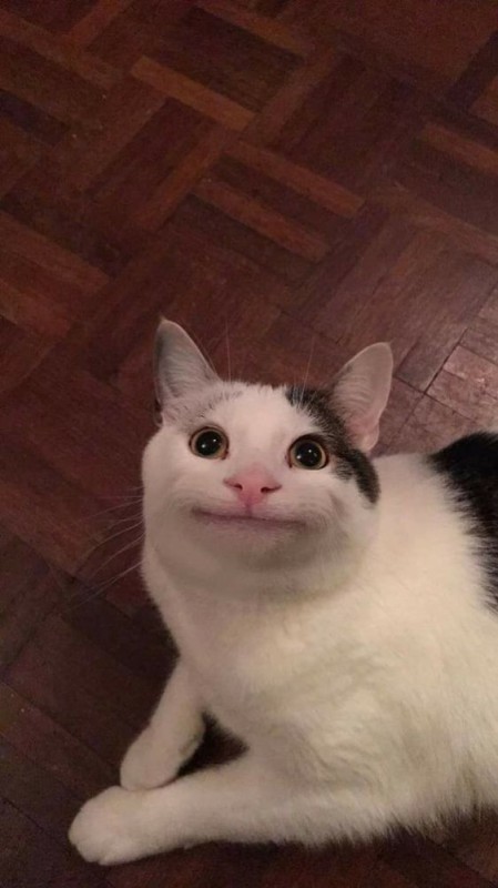 Создать мем: котик мем, улыбающийся кот, мем улыбающийся кот