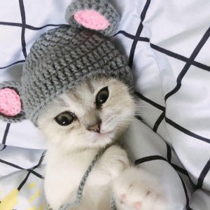 Создать мем: милые котики, милые котики в шапочках, котенок в шапочке