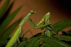 Create meme: the female praying mantis, mantis