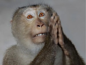 Создать мем: обезьяна удивление, макака лапундер, обезьяна