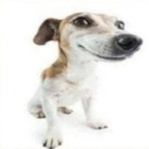 Create meme: the parson Russell Terrier, dog