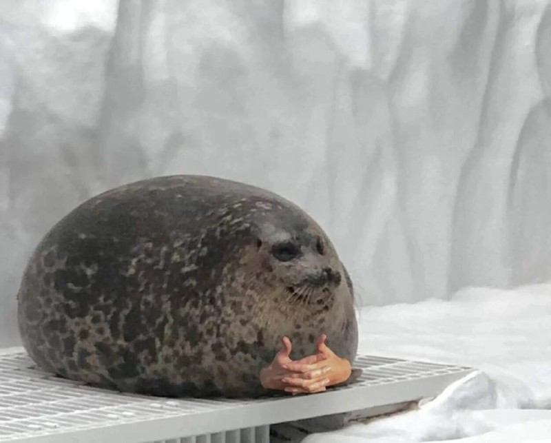 Create meme: seals, ringed seal yuki, seal 