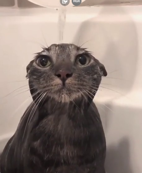 Create meme: staring cat, cat, the cat is wet