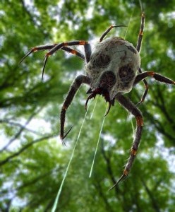 Создать мем: мертвый паук, паук из конга, giant spider