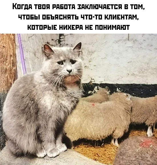 Создать мем: коты мемы 2023, смешные коты, кот