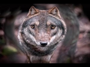 Create meme: wolf wolf, auf wolf, wolf animal