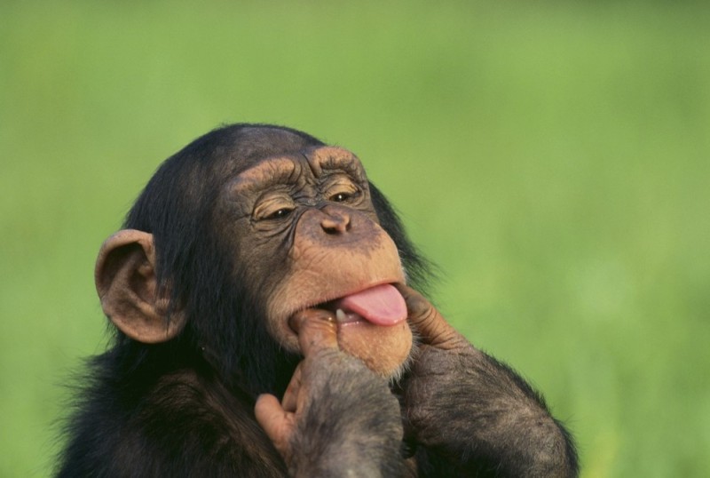 Создать мем: довольная обезьяна, ржачные обезьяны, смешные обезьянки