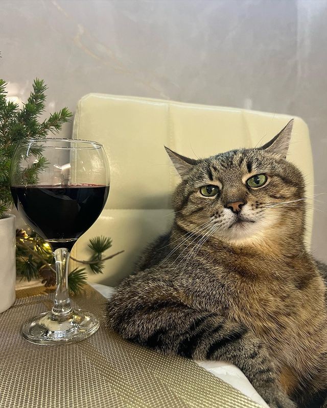 Создать мем: кот степан с бокалом, степан кот, кошка с вином