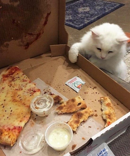 Создать мем: коты и пицца, котик с пиццей, домашний котик