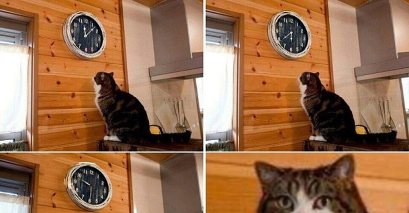 Создать мем: мем с котом и часами, пора мем с котом, кот смотрит на часы мем
