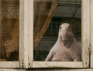 Создать мем: морской слон ждун, ждун у окна, ждун