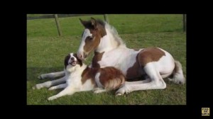 Create meme: the friendship of horses with other animals, horse Clydesdale, mini horse
