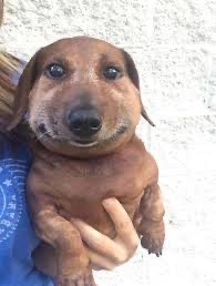 Создать мем: собака улыбается мем такса, такса мем, морда таксы